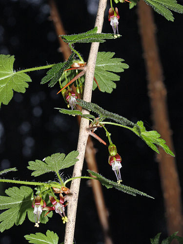 Ribes divaricatum